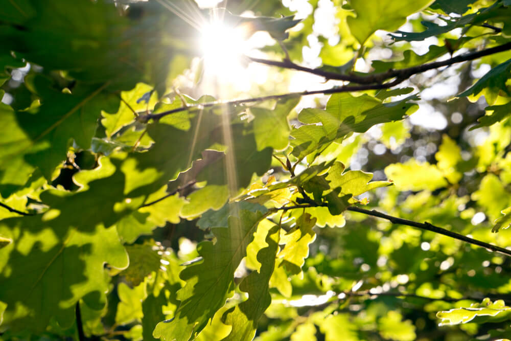 Eichenblaetter Sonnenschein